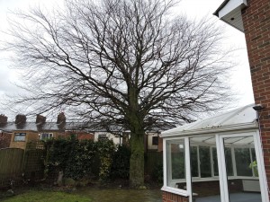 Beech Tree Survey for Mortgage Application
